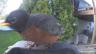 american robin