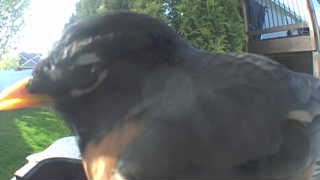american robin