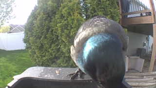 common grackle