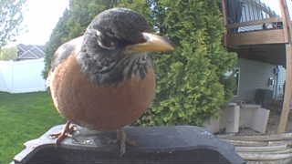 american robin