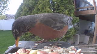 american robin