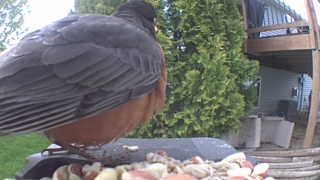 american robin