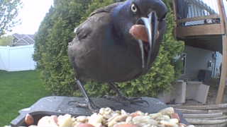 common grackle