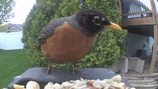american robin