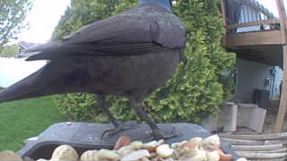 common grackle