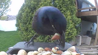 american crow