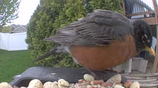 american robin
