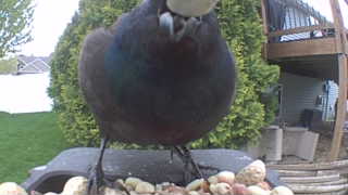 european starling