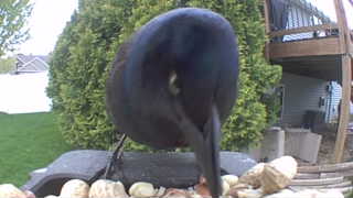 common grackle