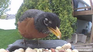 american robin