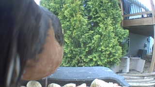 american robin