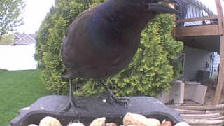 american crow