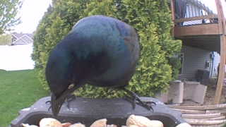 common grackle