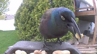 common grackle