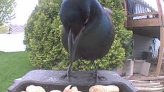 common grackle