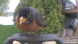 american robin