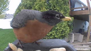 american robin