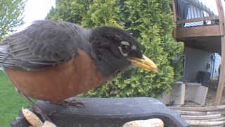 american robin
