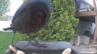 common grackle