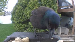 common grackle