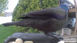common grackle