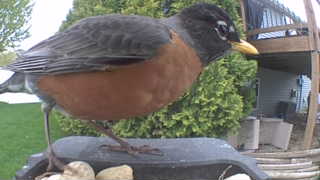 american robin