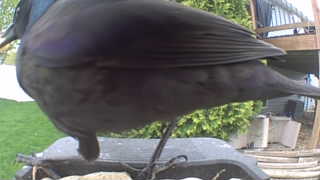 common grackle