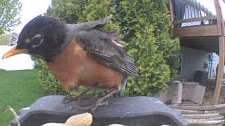 american robin