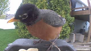 american robin