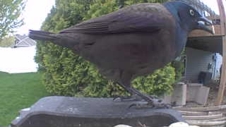 common grackle