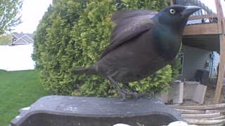 common grackle