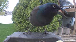 common grackle