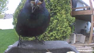 common grackle