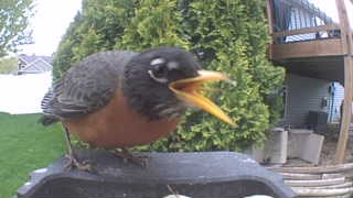 american robin