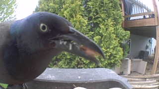 common grackle