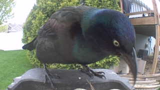 common grackle