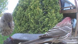 house finch