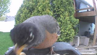 american robin