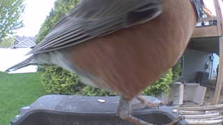 american robin