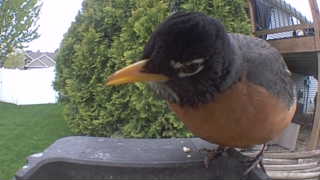 american robin