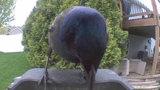 common grackle