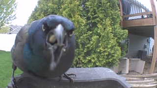 common grackle