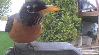 american robin