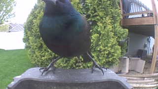 common grackle