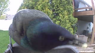 common grackle