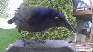 common grackle
