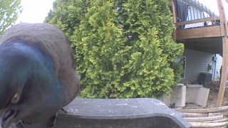 common grackle