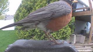 american robin