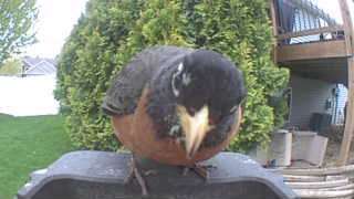 american robin