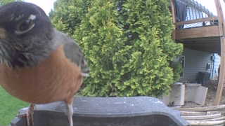 american robin